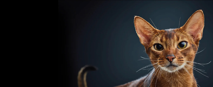 Purina-Forschung über Katzen