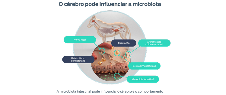 o cérebro pode influenciar a microbiota