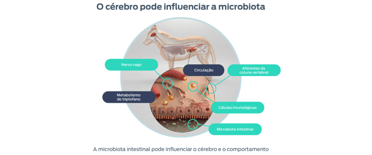 o cérebro pode influenciar a microbiota