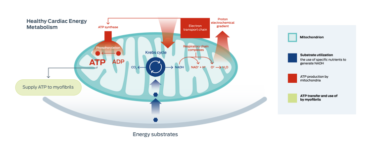 cardiac energy metabolism graphic