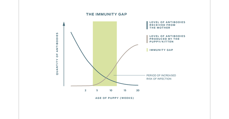A graph showing the period of increased risk of infection which occurs after the decreasing level of antibodies received from the mother crosses with the increasing level of antibodies produced by the puppy or kitten.