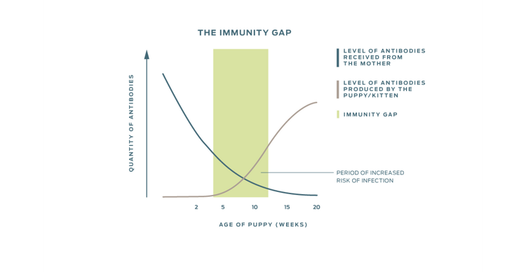 A graph showing the period of increased risk of infection which occurs after the decreasing level of antibodies received from the mother crosses with the increasing level of antibodies produced by the puppy or kitten.