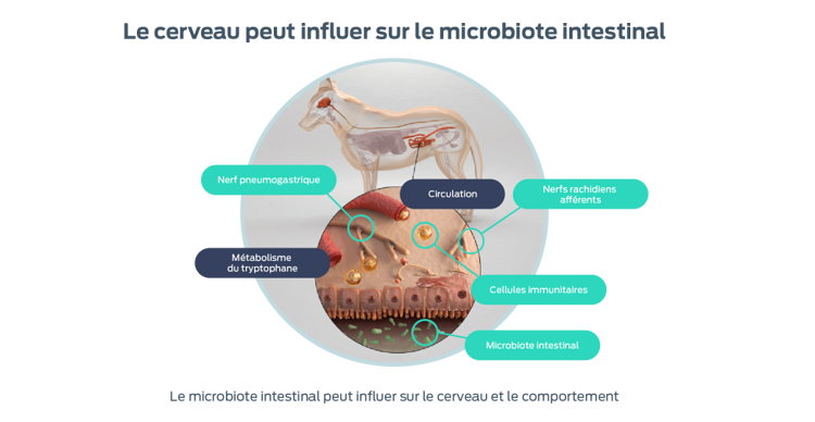 le cerveau peut influencer le microbiote