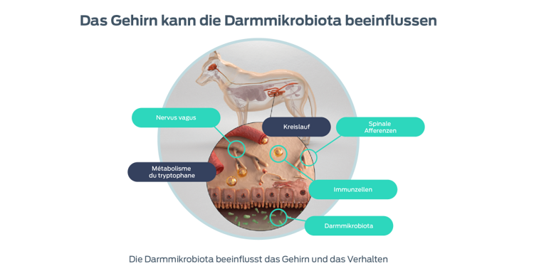 Das Hirn kann die Mikrobiota beeinflussen