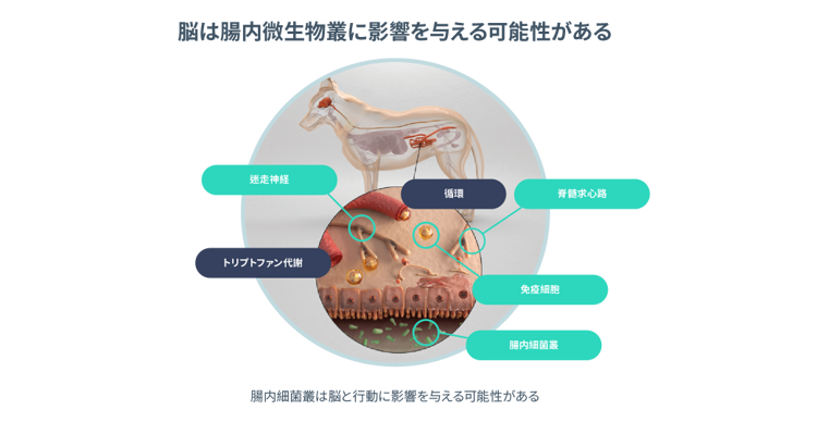 脳は微生物叢に影響を与える可能性がある