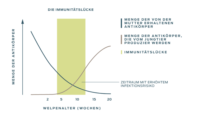 Ein Diagramm, das den Zeitraum des erhöhten Infektionsrisikos veranschaulicht, der eintritt, wenn sich die abnehmende Menge der von der Mutter erhaltenen Antikörper mit der zunehmenden Menge der vom Welpen oder Kätzchen produzierten Antikörper kreuzt.