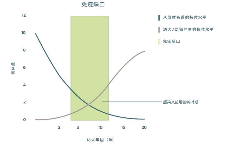 图表显示了幼犬或幼猫从母体接收的抗体水平下降伴随自身产生抗体水平上升之后感染风险增加的时段。