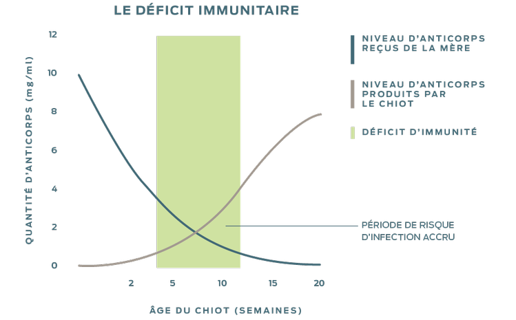 Graphique montrant la période de risque accru d'infection qui se produit au croisement entre la diminution du niveau d'anticorps reçus de la mère et l'augmentation du niveau d'anticorps produits par le chiot ou le chaton.