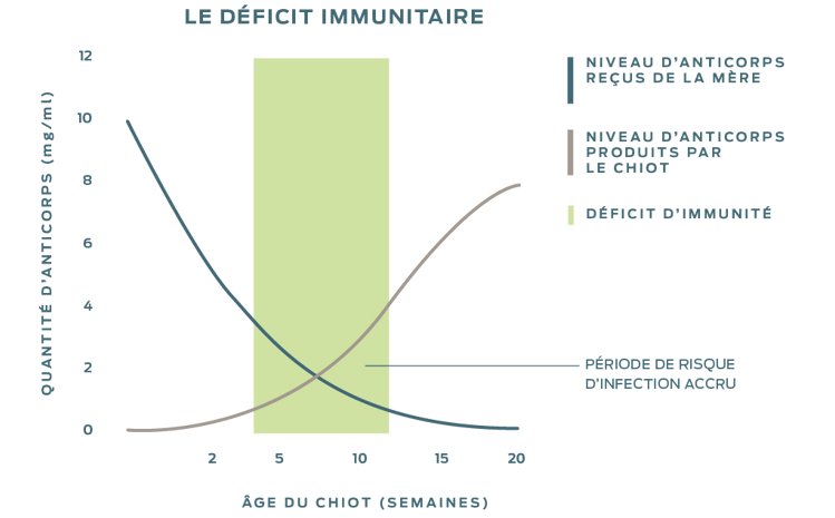 Graphique montrant la période de risque accru d'infection qui se produit au croisement entre la diminution du niveau d'anticorps reçus de la mère et l'augmentation du niveau d'anticorps produits par le chiot ou le chaton.