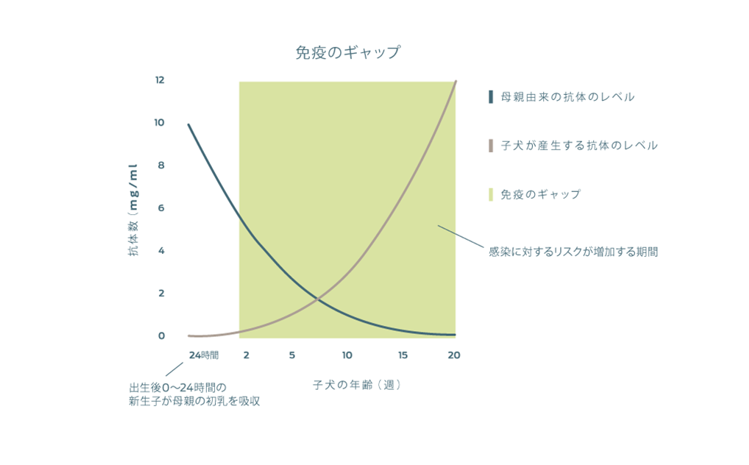 感染リスクの増大期を示すグラフ。このリスクの増大は、母乳から受け取る抗体価の減少レベルと、仔犬や仔猫が産生する抗体価の増加レベルが交差する期間に生じる。