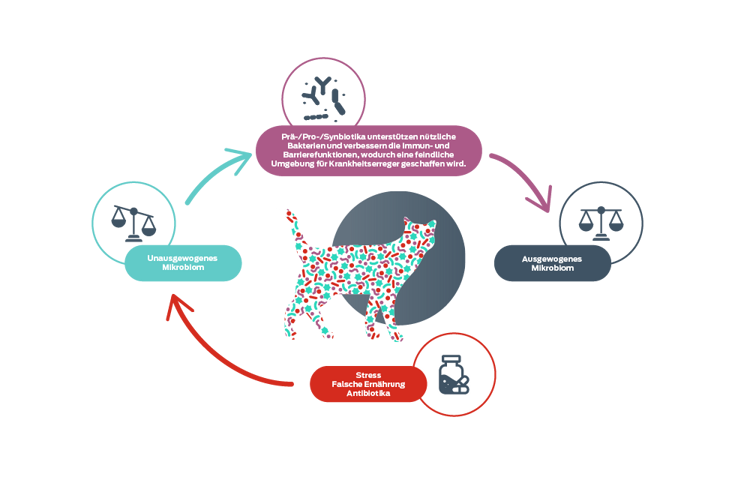 Symbol „Darmgleichgewicht“