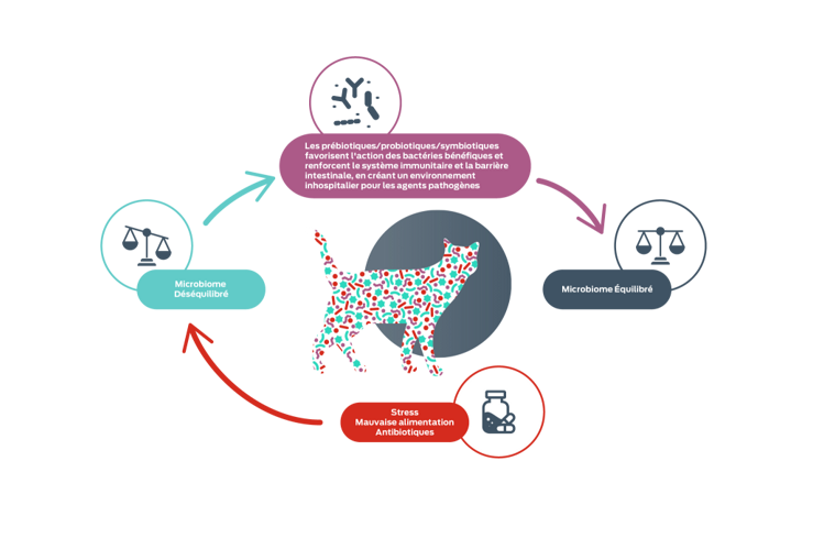 icône équilibre intestinal
