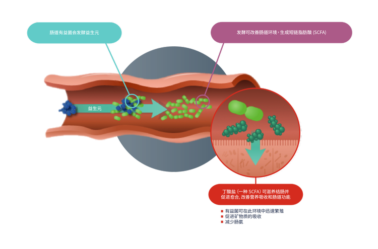益生菌和益生菌图标