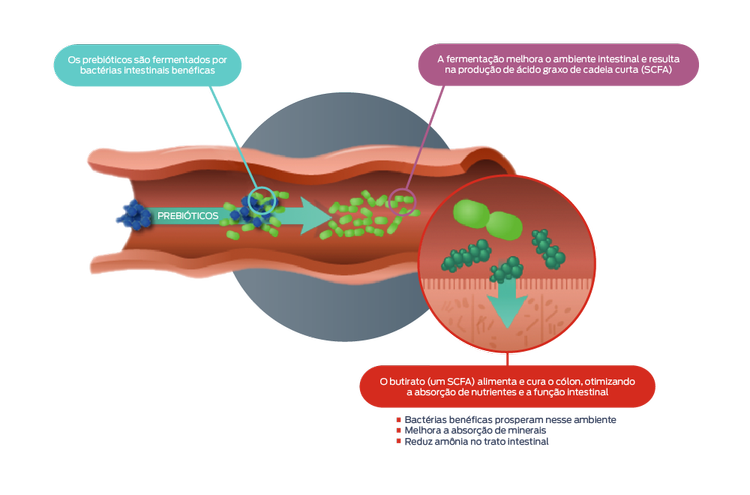 ícone de prebióticos e probióticos