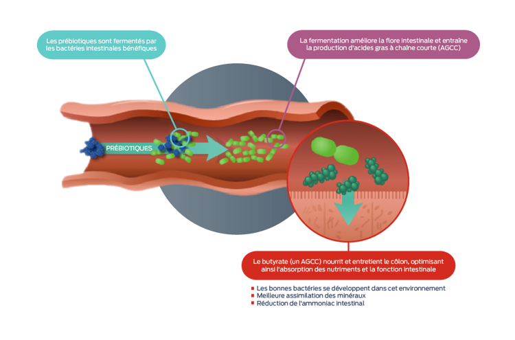 icône prébiotiques et probiotiques