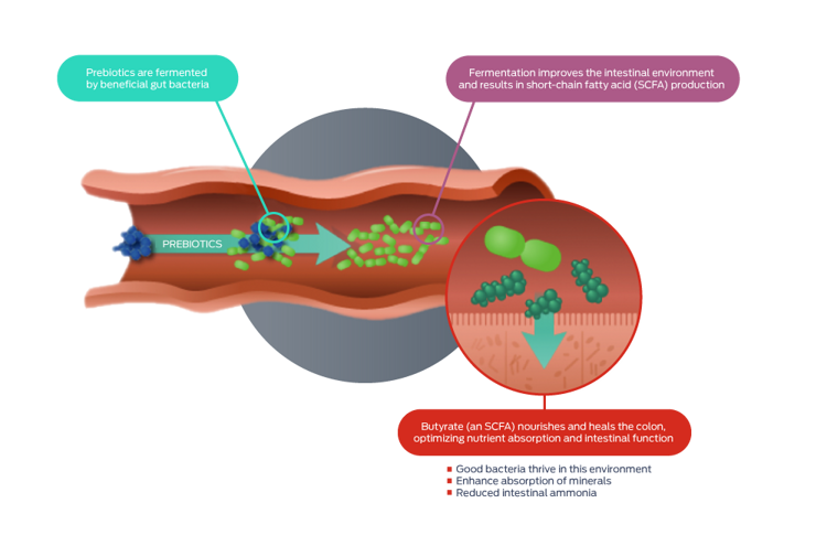 prebiotics and probiotics icon