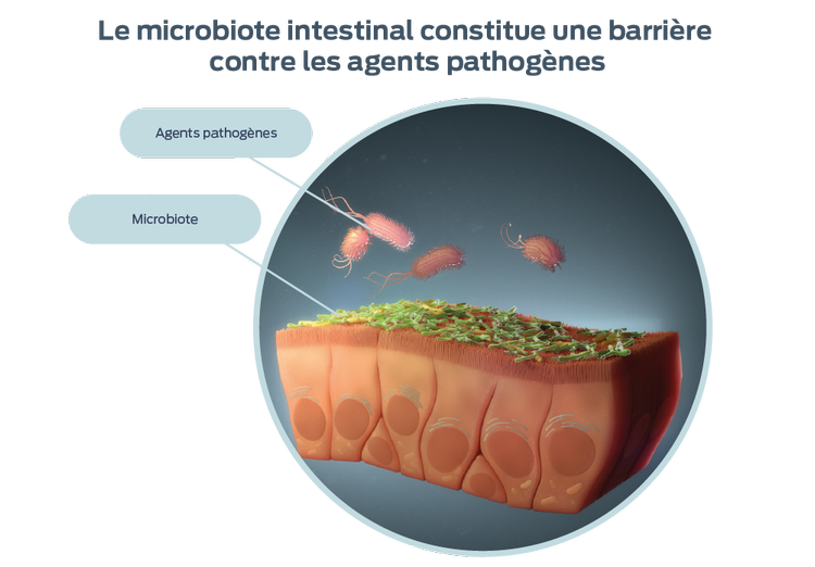 représentation de l'abondance relative des bactéries courantes