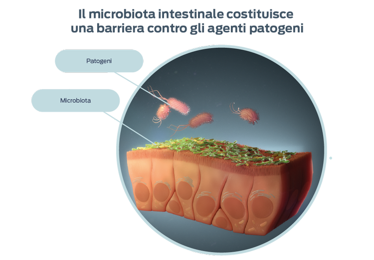 rappresentazione della relativa abbondanza di batteri comuni