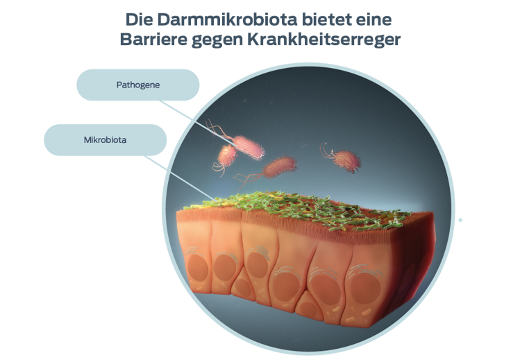Darstellung „Relative Häufigkeit gängiger Bakterien“