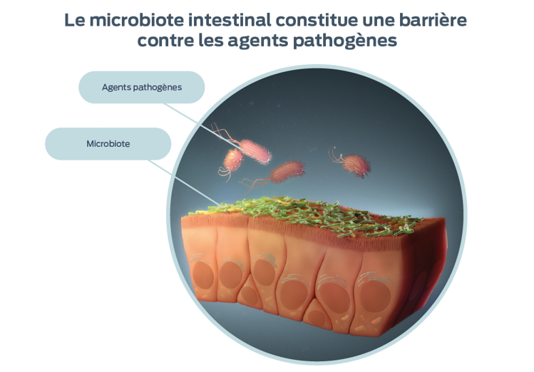 représentation de l'abondance relative des bactéries courantes