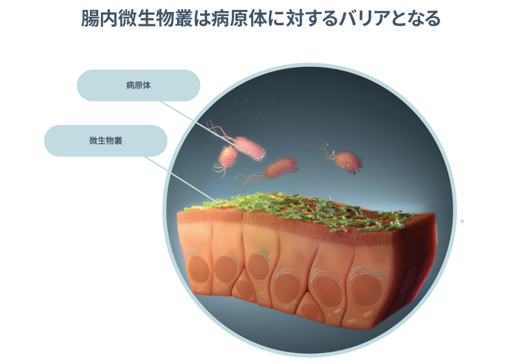 一般的な細菌の相対存在量を表した図