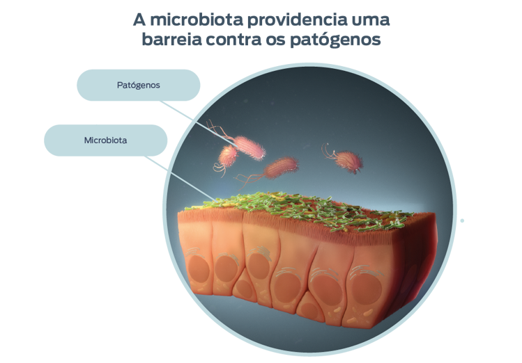 representação da abundância relativa de bactérias comuns