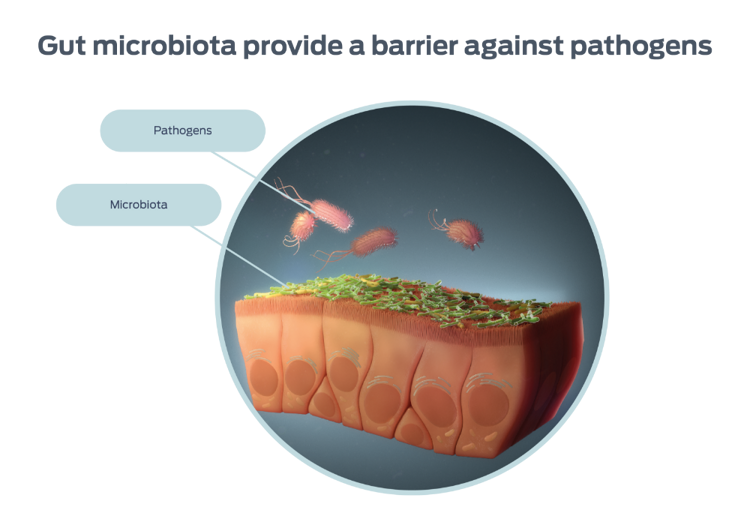 representation relative abundance common bacteria