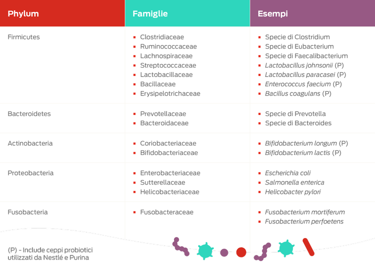 tabella esempi phyla