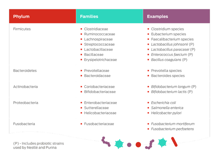 phylum examples table