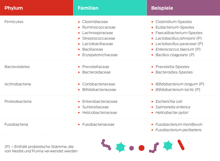 Tabelle „Beispiel eines Stammes“