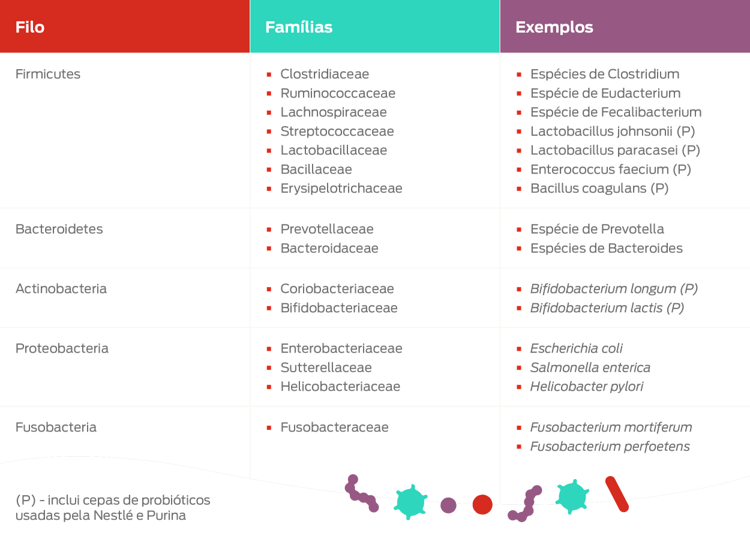 tabela de exemplos de filos