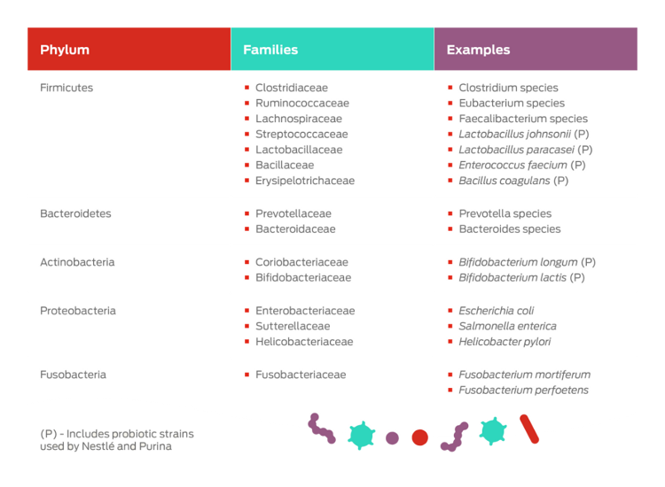 phylum examples table