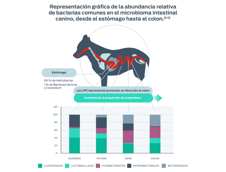 detallando la abundancia relativa de bacterias comunes en el microbioma intestinal canino, desde el estómago hasta el colon.8-12 Estómago, 99% de Helicobacter, 1% de bacterias lacticas y Clostridium. Las UFC bacterianas aumentan en dirección al colon, también hay un automento de la proporción de anaerobios.