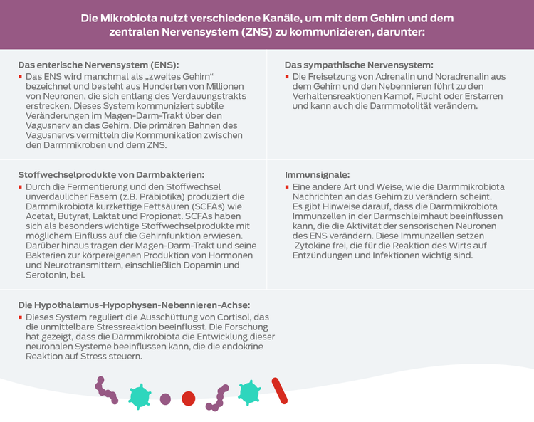 Tabelle „Gehirn und zentrales Nervensystem“