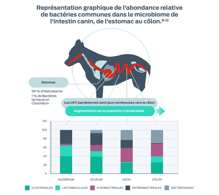 représentation de l'abondance relative des bactéries courantes