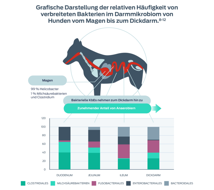 Darstellung „Relative Häufigkeit gängiger Bakterien“