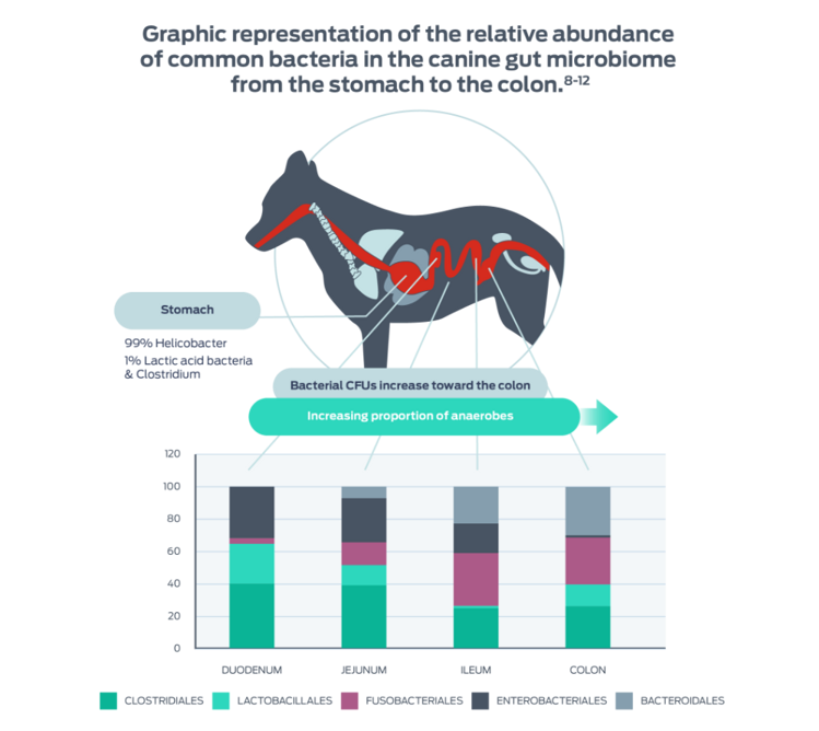 representation relative abundance common bacteria