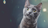 alergia a gatos fato vs ficção