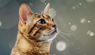 alergia a gatos fato vs ficção