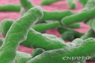 Purina Institute のメタゲノミクス