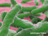 eixo intestino-cérebro