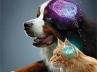 犬科动物和猫科动物的大脑健康