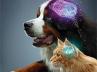 saúde cerebral canina e felina