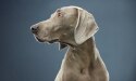 Leichter altersbedingter kognitiver Abbau bei Hunden und die Rolle der Ernährung