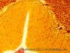 explore-all-areas-of-the-brain