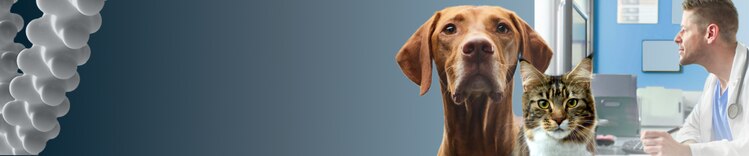 cane e gatto su sfondo sfumato blu