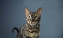 gato listrado com olhos verdes