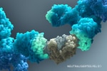 Neutralisiertes Fel d 1