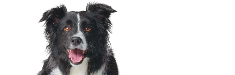 Un border collie noir et blanc