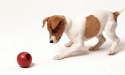 cachorrinho marrom e branco jogando uma bola vermelha
